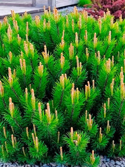 Pine "Mugo Mughus" container (C2)