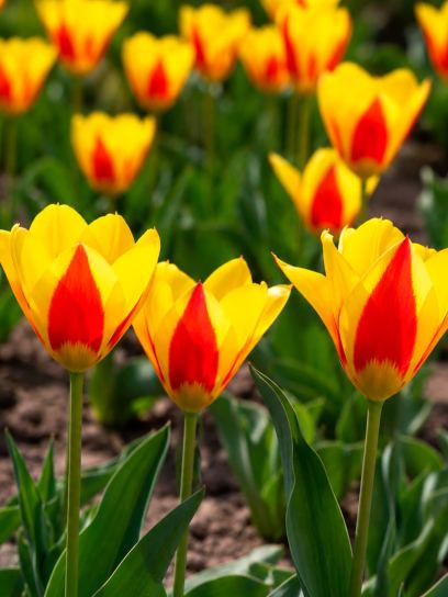 Tulipa "Goudstuk"