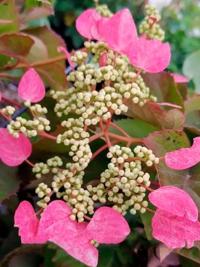 Hortensia Grimpant du Japon "Rose Sensation" conteneur (C3)
