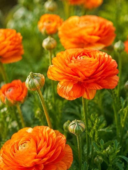 Ranunculus asiaticus "Aviv Picotee" -orange-
