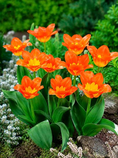 Tulipa "Mekka Melody"