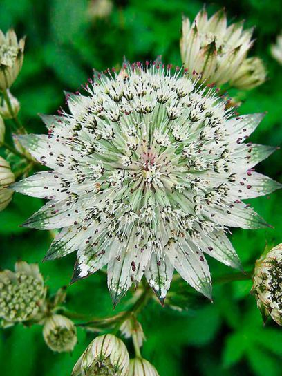 Astrantia major "Snow Star"