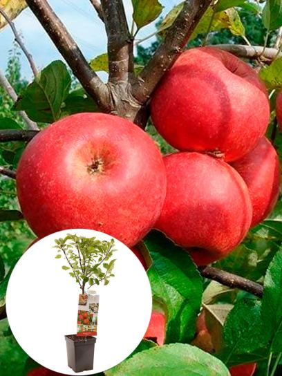 Apple "Elstar" container (P18)