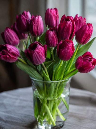 Tulipa "Indeland"