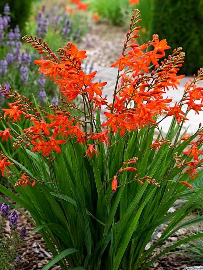 Crocosmia "Anna Marie"