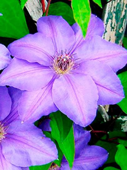 Clematis "General Sikorski" container (P14)