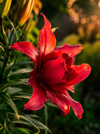 Lilium "Bald Eagle"