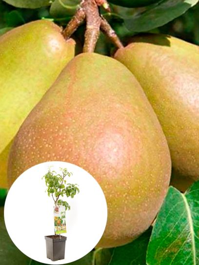 Pear "Beurré Hardy" container (P18)