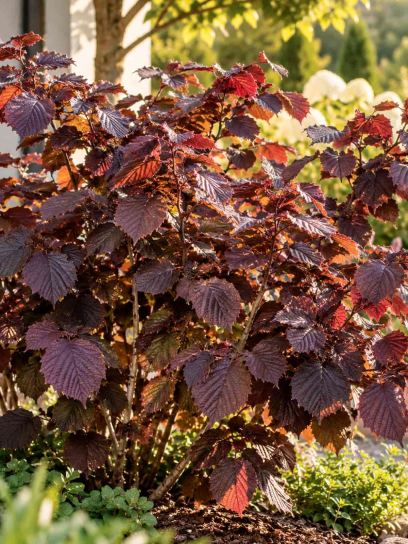 Hazel ‘Purpurea’ (Purple-leaf)