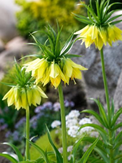 Fritillaria "Early Passion"