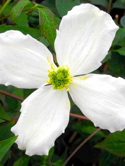 Clematis "Grandiflora" contentor (C2)