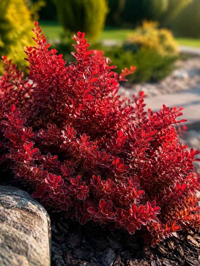 Berberis thunbergii `Ruby Star` container (P17)