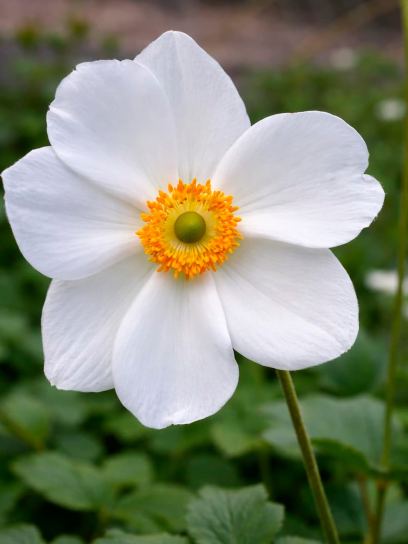 Anemone hybrida "Honorine Jobert"