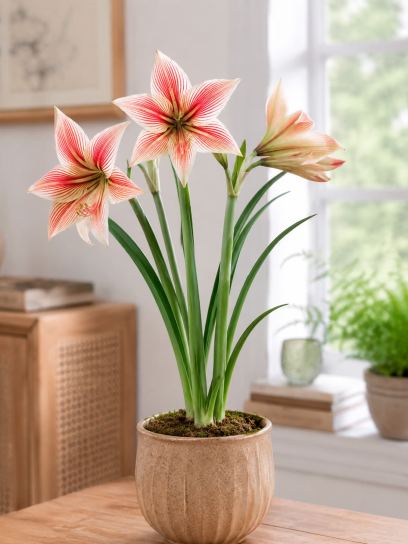 Hippeastrum "Exotic Star"