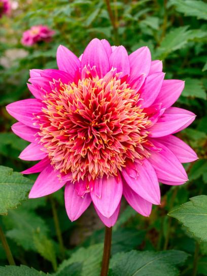 Dahlia "Mambo"