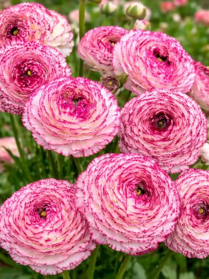 Ranunculus ELEGANCE "Bianco Striato"