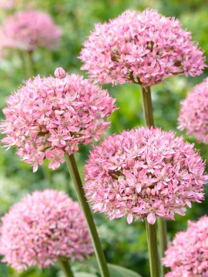 Allium nigrum "Pink Jewel"