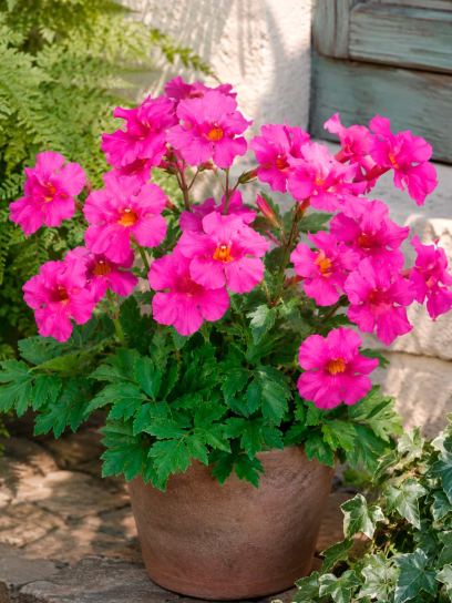 Incarvillea delavayi