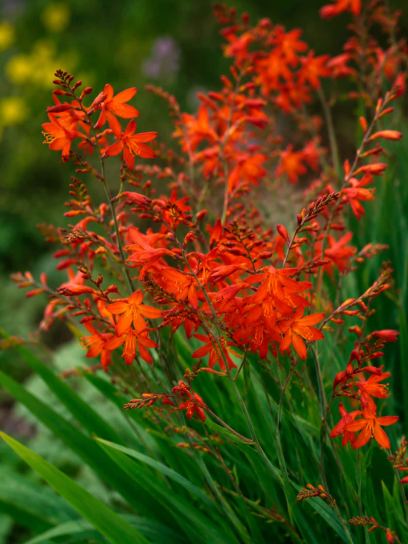 Crocosmia "Weepee"