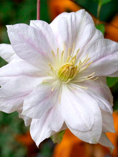 Clematis "Shirayukihime" container (C2)