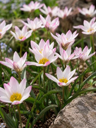 Tulipa cretica "Hilde"