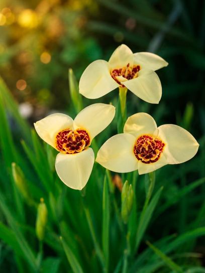 Tigridia pavonia "Canariensis"