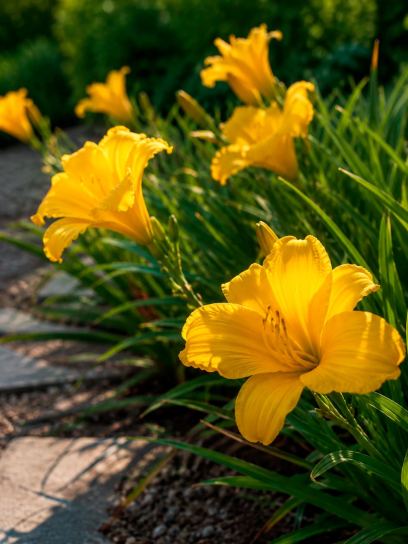 Hemerocallis "Stella" de Oro
