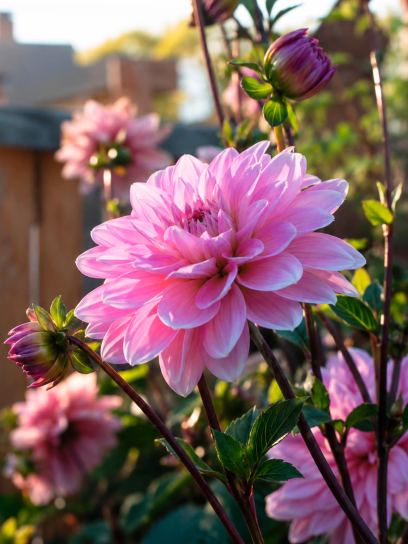 Dahlia "Pink Perception" ™