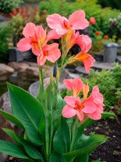 Canna "Pink Princess"