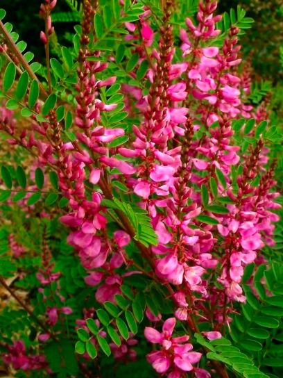 Indigo Bush "Heterantha" container (C2)