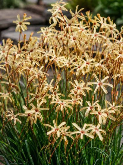 Ixia paniculata "Eos"