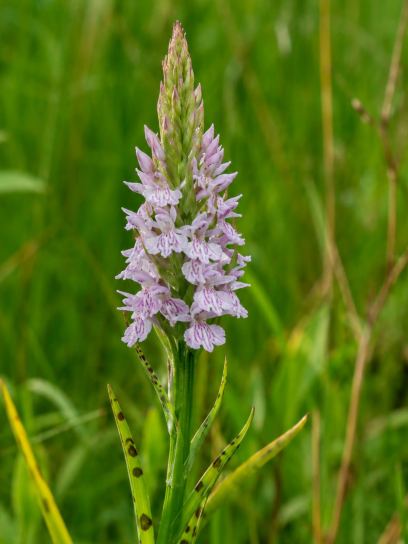 Dactylorhiza fuchsii