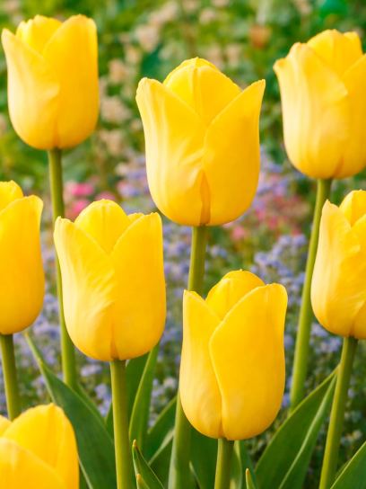 Tulipa "World Friendship"