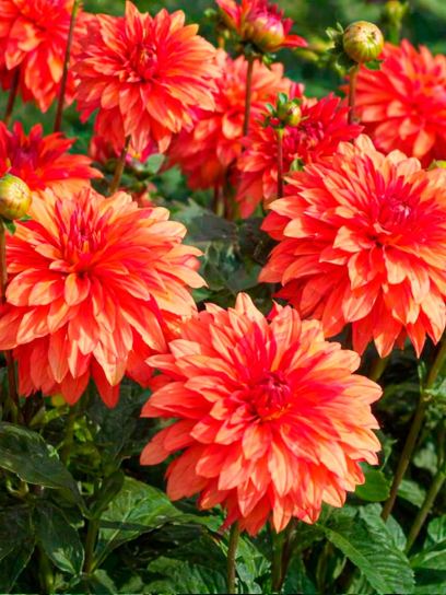 Dahlia "Gallery Art Deco"