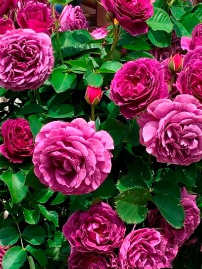 Rosa "Minerva"