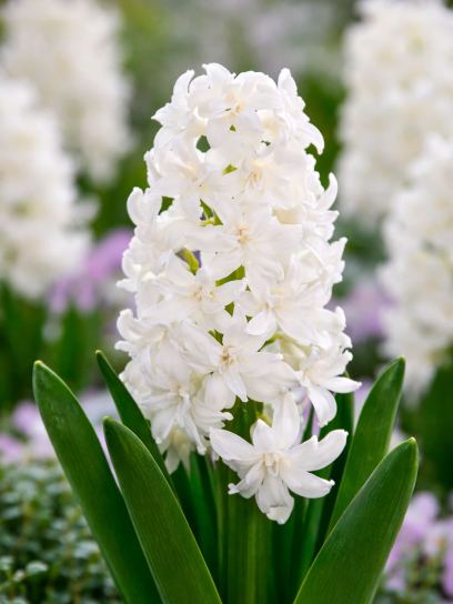 Hyacinthus "Snow Crystal"