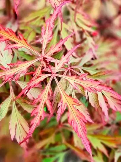 Maple `Royal Garnet` container (P10)