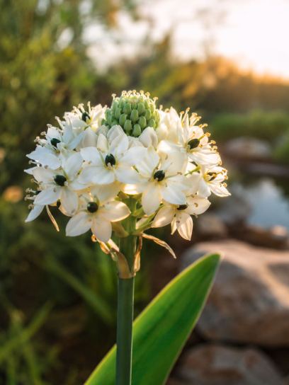 Ornithogalum saundersiae