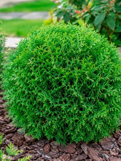 Thuja occidentalis 'Tiny Tim' container (P15)
