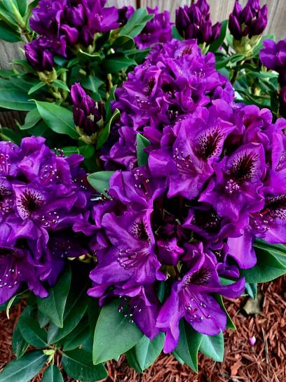 Rhododendron hybrid "Lee's Dark Purple"