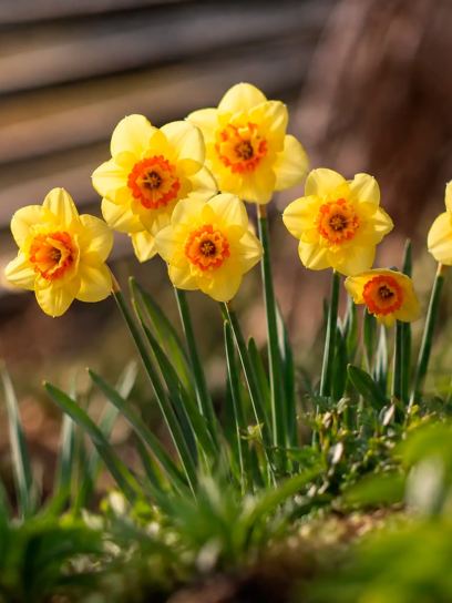 Narcis «Double Fashion»