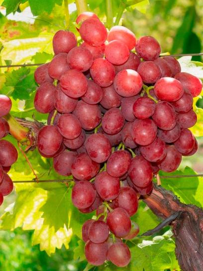 Grape "Vanessa" container (C3)
