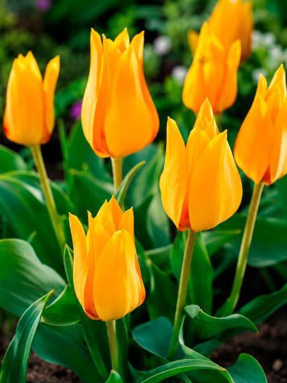 Tulipa praestans "Shogun"
