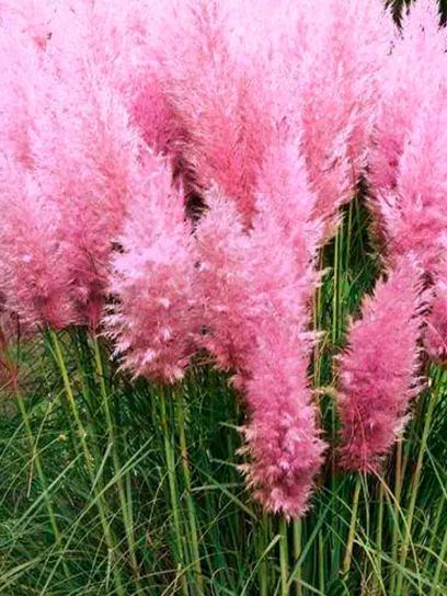 Herbe de la Pampa Rose ‘Rosea’ conteneur (P9)