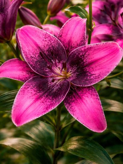 Lily "Purple Dream"