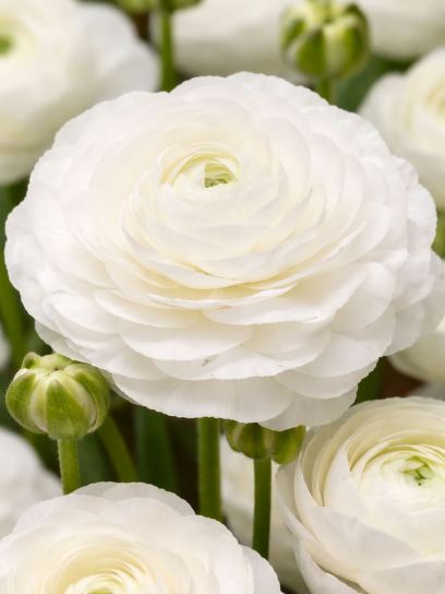 Ranunculus ELEGANCE "Bianco"