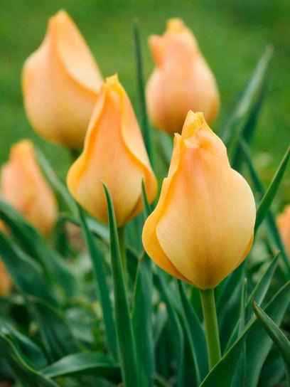 Tulipa batalinii "Bright Gem"