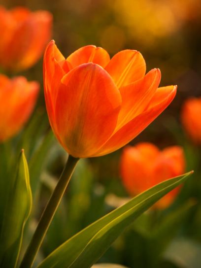 Tulipa "Orange Emperor"