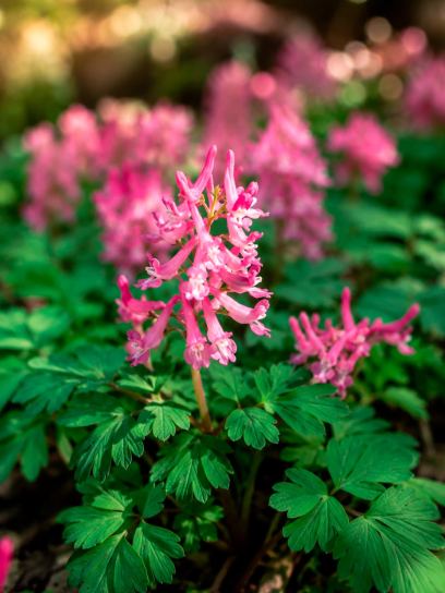 Corydalis solida "Beth Evans"