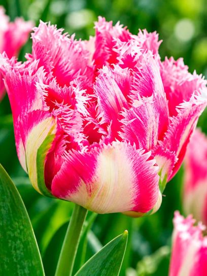 Tulipa "Crispion Sweet"